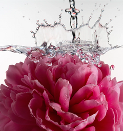 Glossy Shave Oil - Glossy Bloom Balanced Discovery