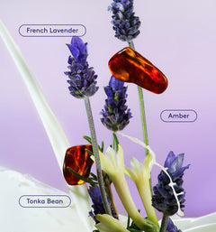 Skin Replenishing Body Wash - Lavender Latte Balanced Discovery